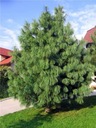 Гималайская сосна Pinus wachiiana деревья