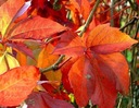 Виноград пятилистный (Parthenocissus) – высота саженца 50-70 см.