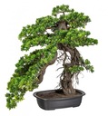 Sztuczne drzewko BONSAI PODOCARPUS 65x50cm