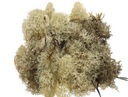 Islandmoss MECH RENIFEROWY CHROBOTEK NATURALNY 50g