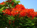 1000 semien OHŇOVÝ STROM - DELONIX REGIA - 3 SEMENÁ Odroda Płomień Afryki (Delonix Regia)