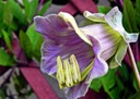 KOBEA POPÍNAVÁ FIALOVÁ (COBAEA SCANDENS) 6 SEMIEN Štýl japonská záhrada moderná záhrada skalka stredomorská záhrada vidiecka záhrada