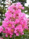 LAGERSTROEMIA INDICA KVITNE 120 DNÍ V ROKU MIX FARIEB - 20 SEMIEN EAN (GTIN) 5905316568747