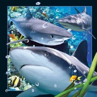 Pohľadnica 3D Žralok