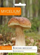 BOROWIK BRZOZOWY grzybnia Mycelium