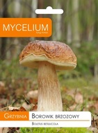 BREZOVÁ BOROWIK podhubie Mycélium