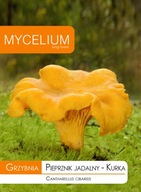 KURKA, PIEPRZNIK JADALNY grzybnia Mycelium