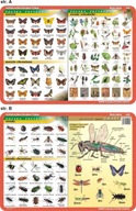 Podložka edu. 025 - Motýle, hmyz, anatómia..