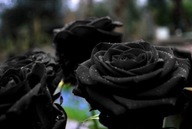 Róża czarny bulwy/cebule/kłącza w opakowaniu zbiorczym