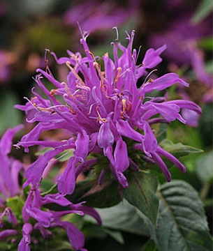 MONARDA FRENTED ПЕРСОНАЛЬНЫЙ РАСТИТЕЛЬНЫЙ МИКС