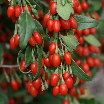 Семена быстрорастущих кустарников GOJI BERRIES