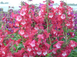 PENSTEMON HARTWEGO LOVELY FLOWERS MIX