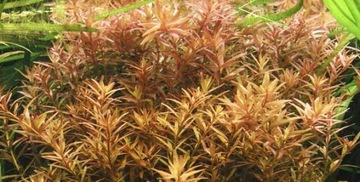 Rotala rotundifolia Red Breeding Białystok saxon4