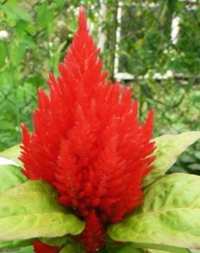 CELOSIA RED PLUMES МАГАЗИН_ТУЛИПАН.