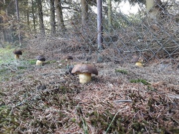 Grzybnia PIEPRZNIK KURKA + PODGRZYBEK BRUNATNY