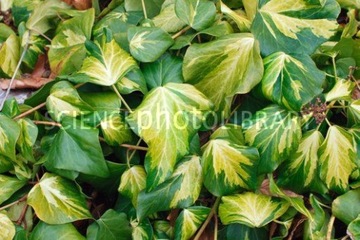 Hedera colchica 'Sulfur Heart' Плющ колхидский