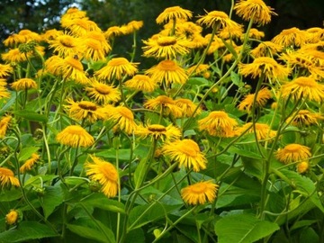 ТРАВА СПЕЦИАЛЬНАЯ ПЯТНИЦА (TELEKIA SPECIOSA) - 50 СЕМЯН