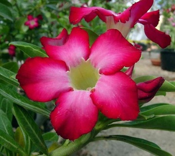 РОЗА ПУСТЫНИ ADENIUM OBESUM 3 СЕМЯ