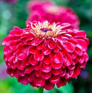 NEW DALI ZINNIA ILLUMINATION 1 Г СЕМЯН