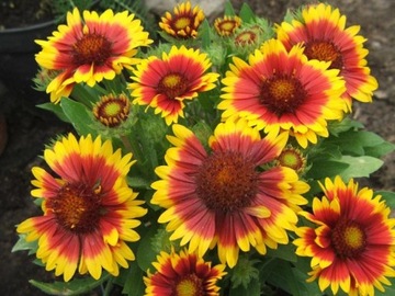 ГАЙЛАРДИЯ ГАЙЛАРДИЯ (GAILLARDIA ARISTATA) СЕМЕНА КРАСИВЫХ ЦВЕТОВ 200 шт.