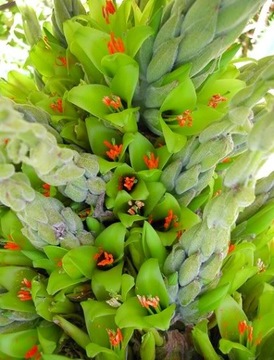 ЖЕЛТАЯ ПУЯ - PUYA CHILENSIS - 5 СЕМЯН