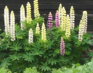 ЛЕТНИЕ ЛЮПИНЫ LUPINUS MUTABILIS МИКС ЦВЕТОВ 30 СЕМЯН