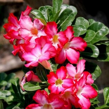 РОЗА ПУСТЫНИ ADENIUM OBESUM 3 СЕМЯ