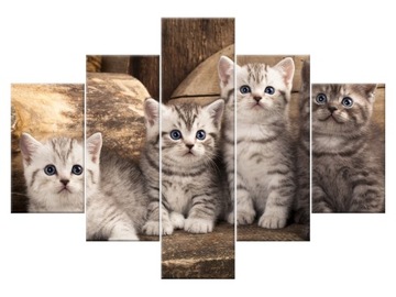 Image wall animals cats brytyjskie 100x70, фото