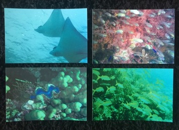 Bumper fishes diving rafa coral 4 pieces, фото