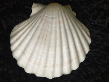 Hull pecten jacobaeus exotic decor, фото