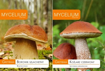 Mycelium boogie noble + child red, фото