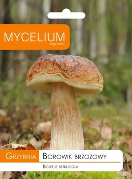 МІЦЕЛІЙ БЕРЕЗОВИЙ ПІДБЕРЕЗНИК