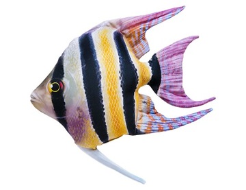 Skalar (pterophyllum scalare) poduszka ryba 51 cm
