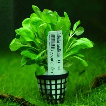 Аквариумные растения Lobelia Cardinalis XXL