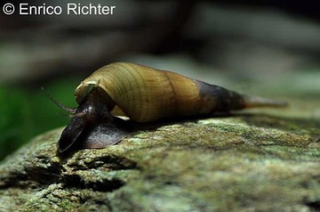 Улитка STENOMELANIA TORULOSA LONG NOSE akwa_fan