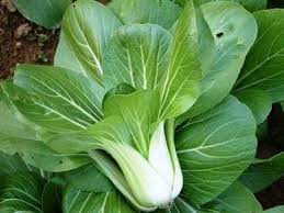 KAPUSTA CHIŃSKA PAK CHOI-DO SPOŻYCIA JUZ PO 5-6TYG