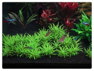 48. Погостемон Хелфери in vitro, 2 шт.