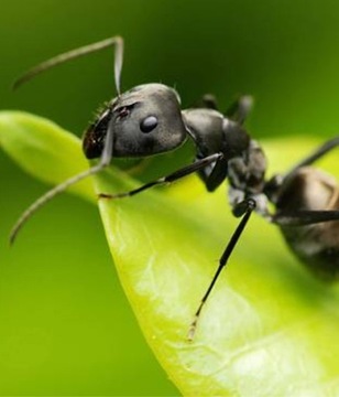 Инсектицидная жидкость против фараоновых муравьев спрей AROX 0,5л.