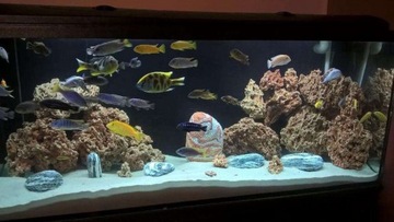 WAPIEN CZERWONY KAMIEN DO AKWARIUM MALAWI SELEKCJA