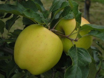 Jabłoń karłowa GOLDEN DELICIOUS Z DONICY- NR 106AD