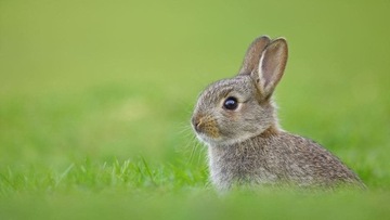 Doktor Animals Пробиотик для кроликов 1л Иммунитет