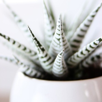 Haworthia fasciata 'Alba' biała haworsja S