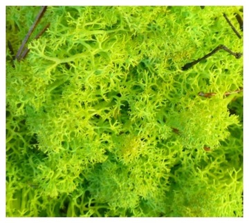 Натуральный травянистый весенний мох для украшений