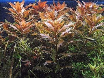 PROSERPINACA PALUSTRIS - hodowla podwodna