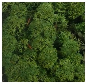 Mech CHROBOTEK RENIFEROWY 50g Moss Green