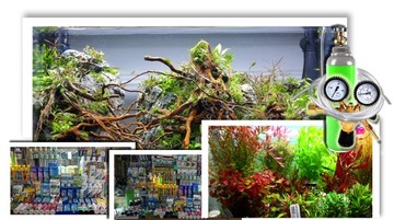 Roślina do akwarium Hygrophila araquaja