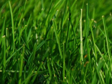 Удобрение для газонных трав 25 кг SIARKOPOL многокомпонентное гранулированное газонное удобрение