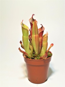 Кислота торфяная Nepenthes KAPTUNICA CEFALOTUS 3л
