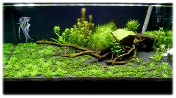 3. Hemianthus callitrichoides CUBA Часть in vitro.