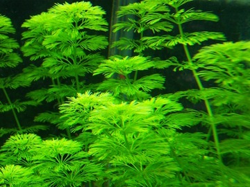 LIMNOPHILA SESSILIFLORA hodowla akwa_fan